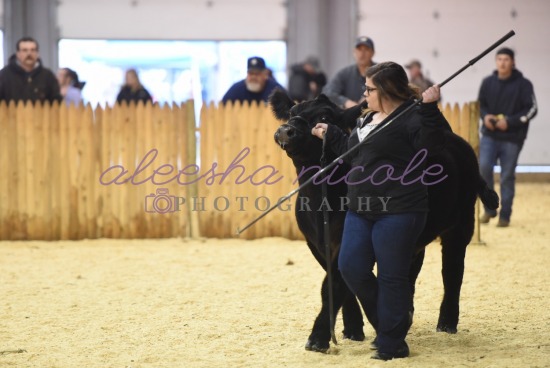 Jackpot Steer- Ring Shots