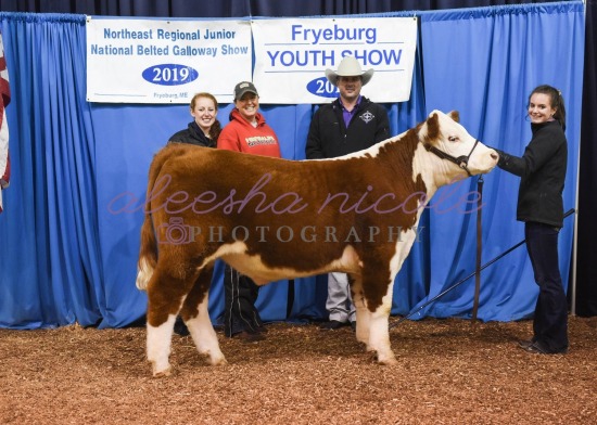 Jackpot Steer- Backdrops