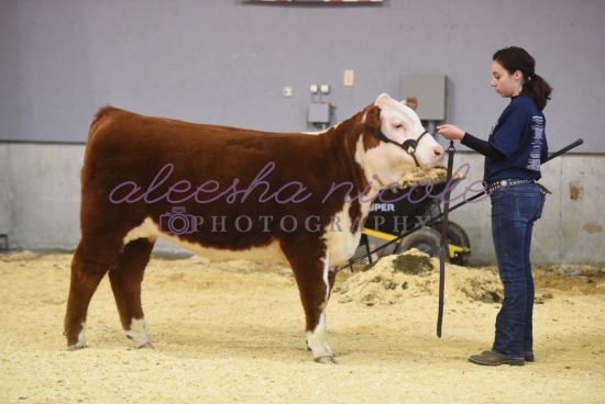 Jackpot Heifer- Ringshots