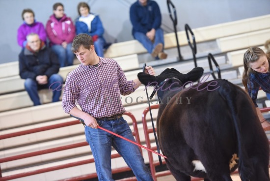 Youth Heifer - Ring Shots