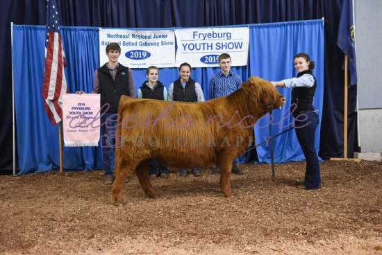 Youth Heifer- Backdrops