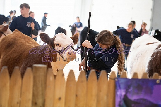 Showmanship Ring Shots