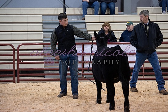 Jackpot Heifer Ring Shots