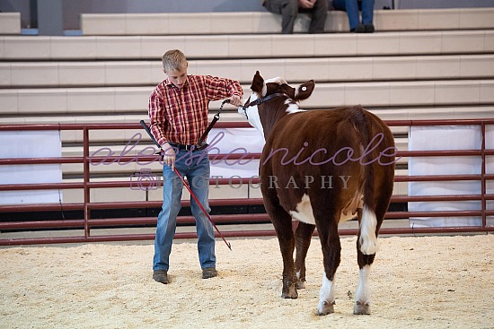 Youth Heifer Ring Shots