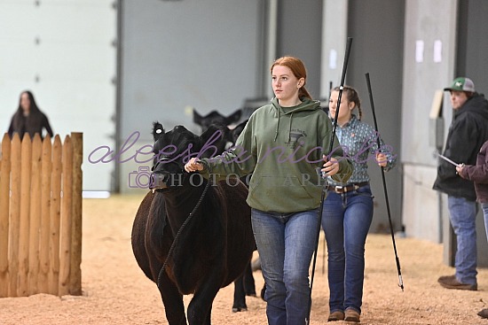 Youth Heifer Ring Shots