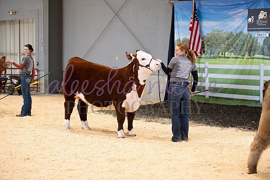 Showmanship Ring Shots