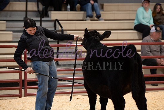 Jackpot Steer Ring Shots