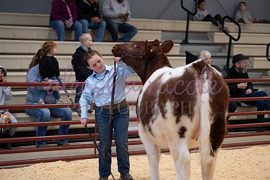 Jackpot Heifer Ring Shots